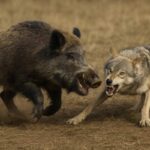 ببینید | شکار گراز توسط گرگ‌ها در ارتفاعات مازندران