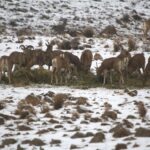 ببینید | غذارسانی به حیوانات در برف یک متری