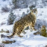 ببینید / مشاهده یک قلاده پلنگ در  طبیعت برفی فیروزکوه