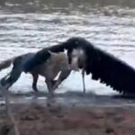 ببینید/ ویدئوی دیدنی از شکار یک لک لک بزرگ آفریقایی توسط شغال