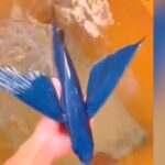 ببینید/ این ماهی برای فرار از دست شکارچیان پرواز می‌کند