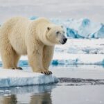 ببینید/ خرس قطبی برای پیدا کردن غذا، سوار زیردریایی هسته‌ای روسیه شد!