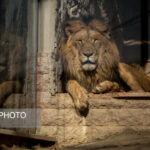 ببینید | تلاش سلطان جنگل برای تقلید از پلنگ جهت بالا رفتن از درخت!