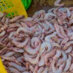 ببینید | پیشنهاد مجری صداوسیما به دولت برای صادرات میگو به چین به جای اکوادور!