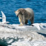 ببینید | خرس قطبی برای پیدا کردن غذا، سوار زیردریایی هسته‌ای روسیه شد!