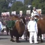 ببینید |  از شتر دوکوهان تا اسب‌های پاکوتاه؛ حضور حیوانات در رژه روز ملی هند