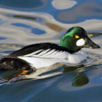 ببینید | گونه کمیاب «اردک چشم طلایی» مهمان تالاب جوکندان