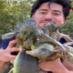 ببینید / ایگوانا‌های منجمد در فلوریدا؛ صد‌ها خزنده گرفتار در سرما