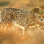 ببینید | ثبت یک قلاده یوزپلنگ آسیایی در پارک ملی توران شاهرود