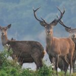 ببینید | لحظه نجات یک گوزن گیر افتاده روی دریاچه یخ‌زده