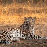 ببینید | مشاهده دو قلاده پلنگ در منطقه حفاظت شده البرز جنوبی