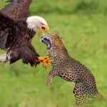 ببینید | لحظاتی ناب از شکار عقاب توسط پلنگ
