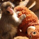 ببینید | میمون یتیم بالاخره مادر پیدا کرد