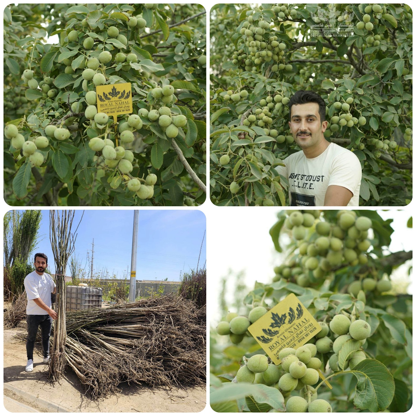 خرید نهال گردو