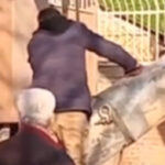 ببینید | انتقال یک پرتابه عمل‌نکرده از محدوده نارمک تهران