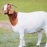 ببینید | ابتکار عجیب یک چوپان برای مراقبت از بز و گوسفندها در برابر حملات گرگ‌ها