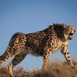 آغاز به کار کانال «انتخاب» در پیام‌رسان «بله» و «روبیکا» 
ببینید/ شواهد تازه از حضور ۲ یوز آسیایی در میاندشت جاجرم