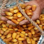 ببینید |  گشت و گذاری در بازار میناب همراه با رطب تازه و نوبرانه