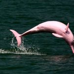 ببینید | هنرنمایی دلفین‌های صورتی در نمایشی در آب