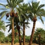ببینید  | دستگیری عجیب یک متهم فراری با قطع درخت نخل!