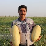 طلای شیرین تربت جام در مسیر بازارهای جهانی
