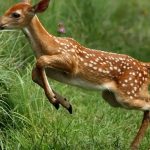 ببینید | اعتماد حیات وحش به انسان؛ جستجوی عجیب آهو برای یافتن غذا در جیب محیط‌بان!