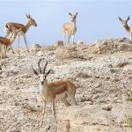 ببینید | عبور ناگهانی گله آهو از میان شهروندان در شاهرود