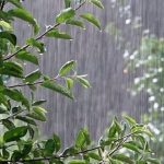ببینید | بارش‌های سیل‌آسا در ژاپن و اعلام شرایط اضطراری