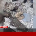 جزئیات موشک آمریکایی مورد استفاده شده در عروسی کوهستک