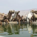 ببینید | تصاویر خیره‌کننده‌ای از کاروانی از شترها در دبی
