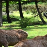 ببینید/ ثبت تصاویر مرال و شوکا در جنگل‌های لنگرود